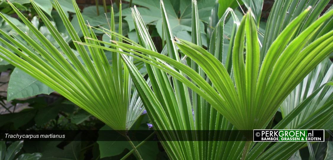 Trachycarpus martianus Trachycarpus martianus